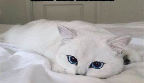 Funny Cat Memes | white cat meme | Memes.co.in