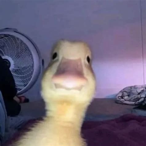 funny bird meme tiktok