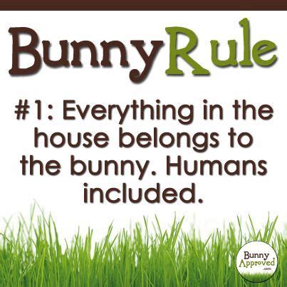 Funny Bunny Rules