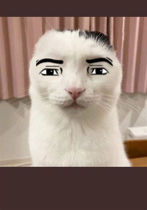 funny cat face - Roblox