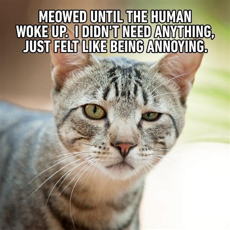 funny cat meme image