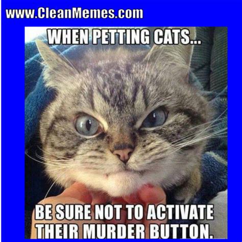 funny cat memes clean