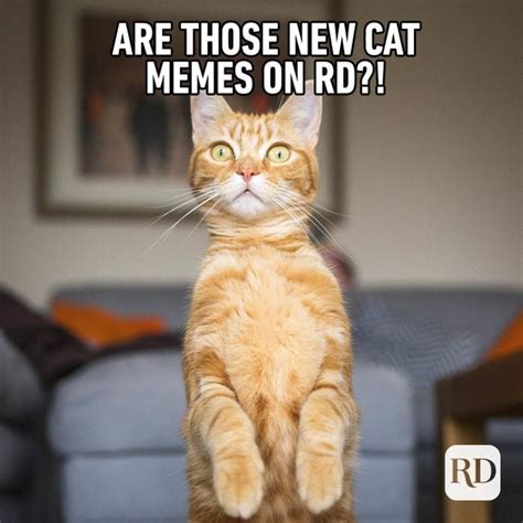 funny cat memes clean 2023