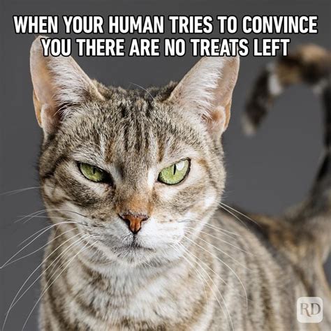 funny cat memes with captions