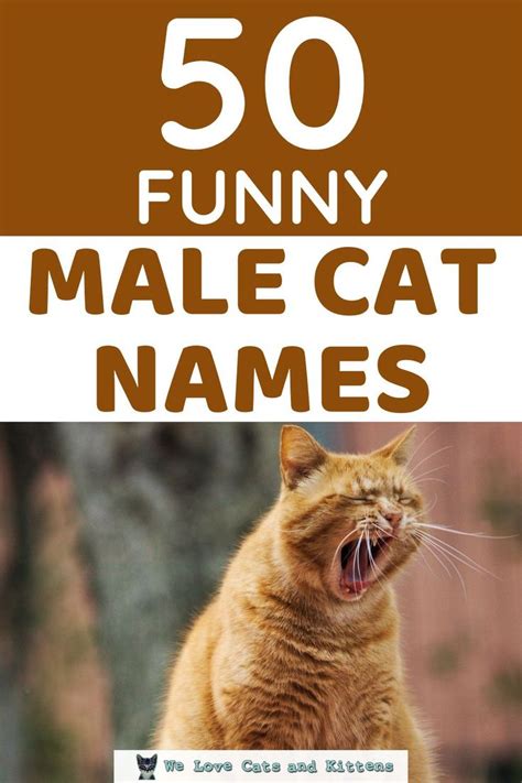 funny cat names for males