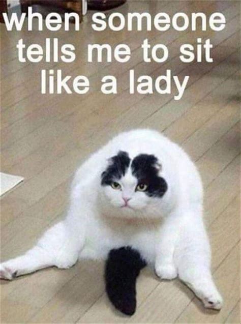 funny cat pictures memes