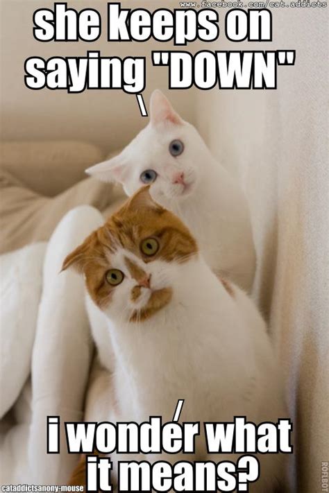 funny cat pictures with captions