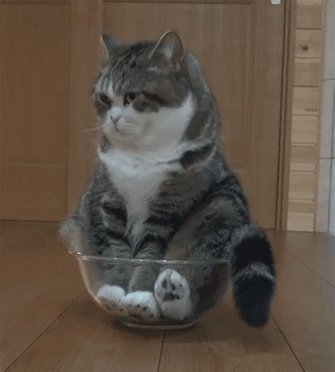 Funny Cats Gif Download