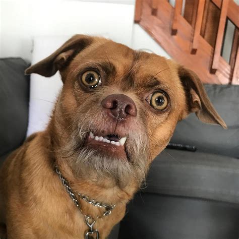 funny dog faces