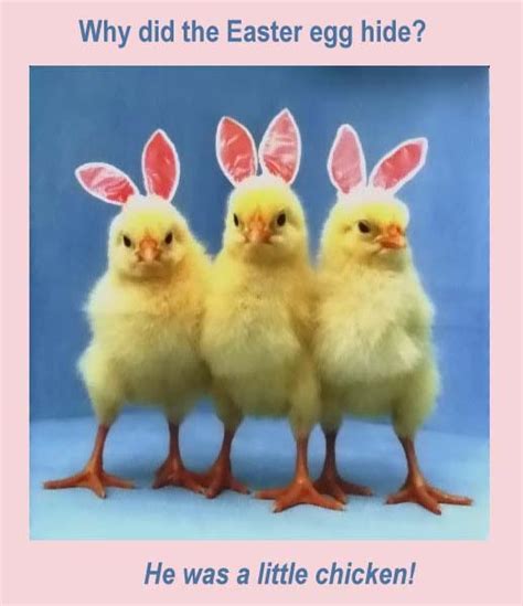 funny easter pictures images