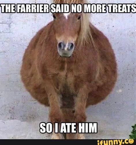 Every farrier's nightmare. ;) Farrier, Farrier tools, Funny horses