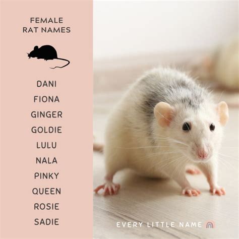 Funny Female Rat Names