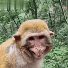 Funny Gif Monkey