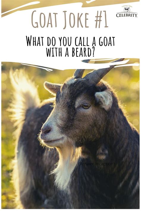 funny jokes about goats