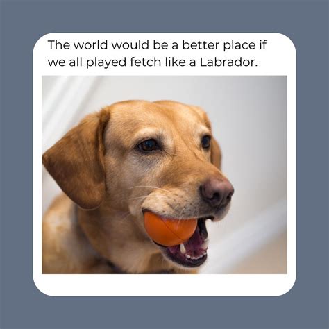 Funny Lab Meme