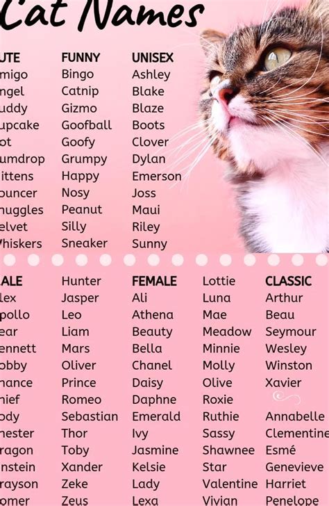 Funny Male Cat Names with Meaning