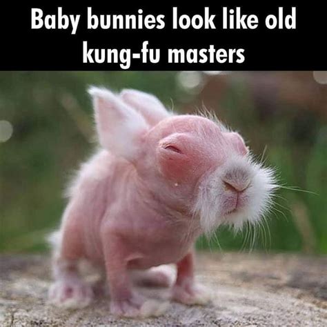 funny memes baby animals