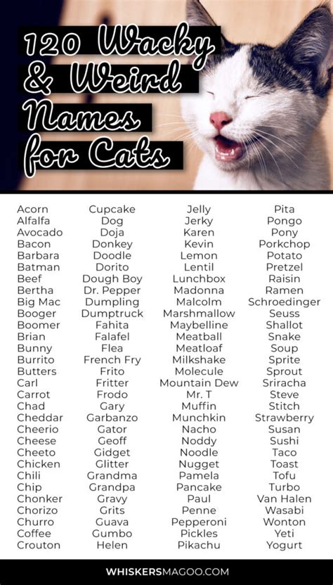 funny old lady cat names