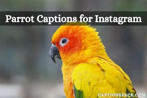 funny parrot captions for instagram
