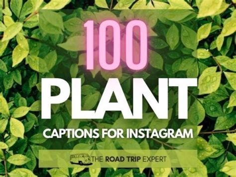 funny plant captions for instagram