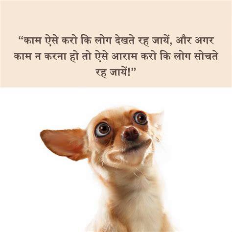 Funny Proverb Quote Image