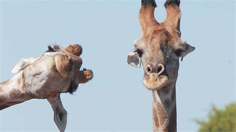 funny wildlife photo contest