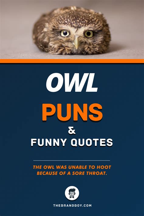 funny owl pictures with sayings