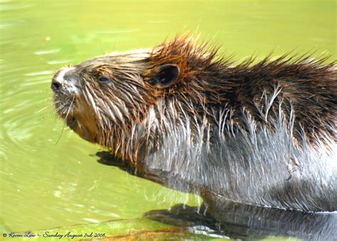 furry beavers