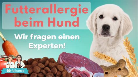 Hypoallergenes Hundefutter gegen Futtermittelallergie Hundefutter