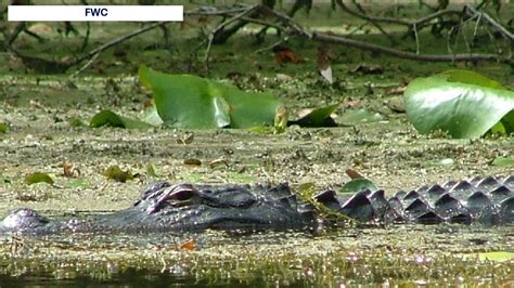 fwc alligator hunting season
