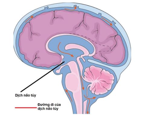 góc nước não tủy là gì