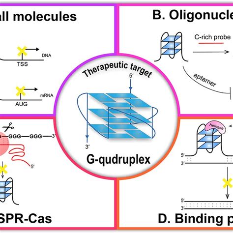 G-Quadruplexes In Human Promoters A Challenge For Therapeutic Applications