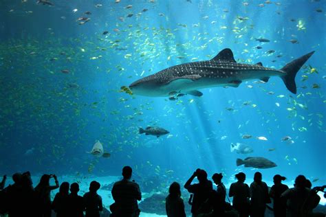 ga aquarium whale shark