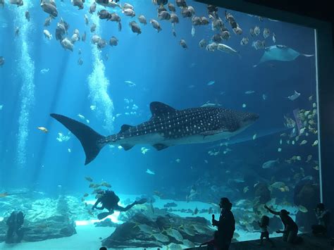 ga aquarium whale shark swim