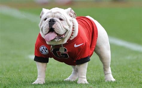 ga bulldogs mascot name