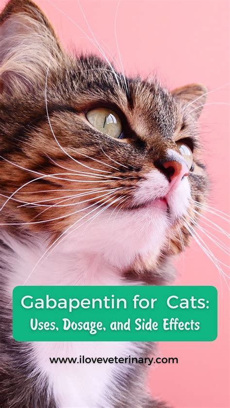 Gabapentin Cat Side Effects Reddit