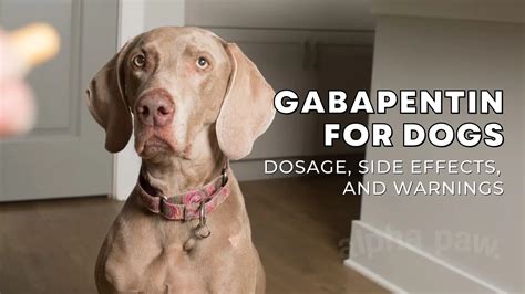 gabapentin for anxiety in dogs