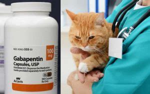 gabapentin for cats for travel