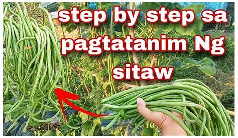 How to plant string beans | step by step sa pagtatanim ng sitaw - YouTube