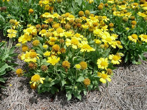 gaillardia flower mesa yellow
