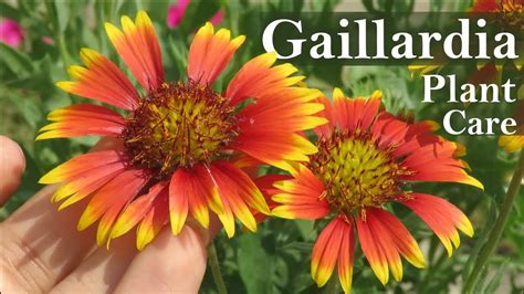 gaillardia plant care