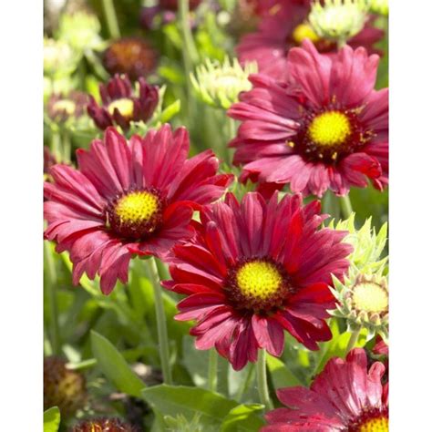 gaillardia plants for sale uk