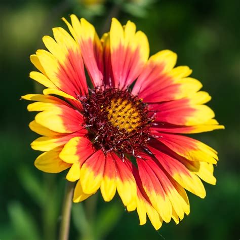 gaillardia plants information