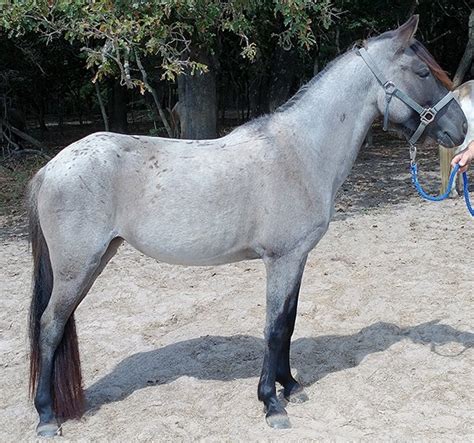 gaited spanish mustang for sale by owner