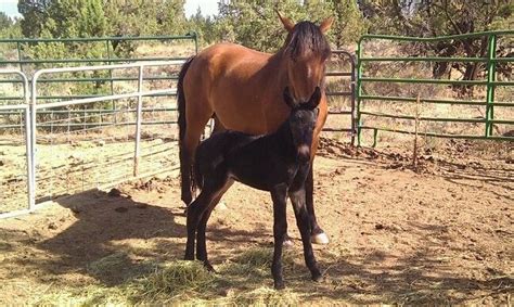 gaited spanish mustang for sale near me