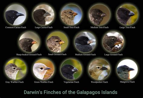 galapagos finches beaks