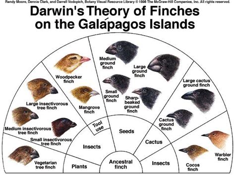 galapagos finches common ancestor