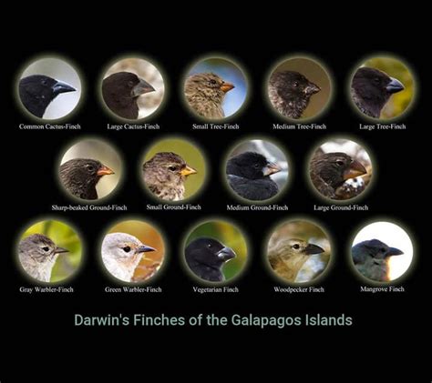 galapagos finches evolved partly due to
