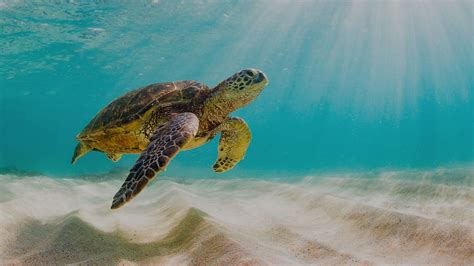 galapagos green sea turtle