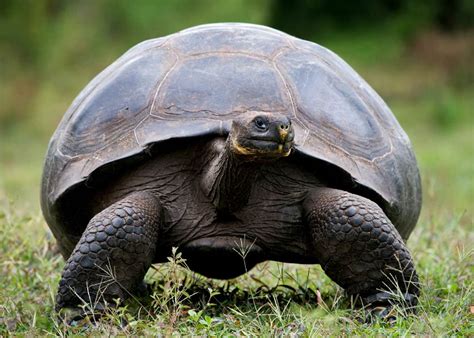 galapagos island turtles facts
